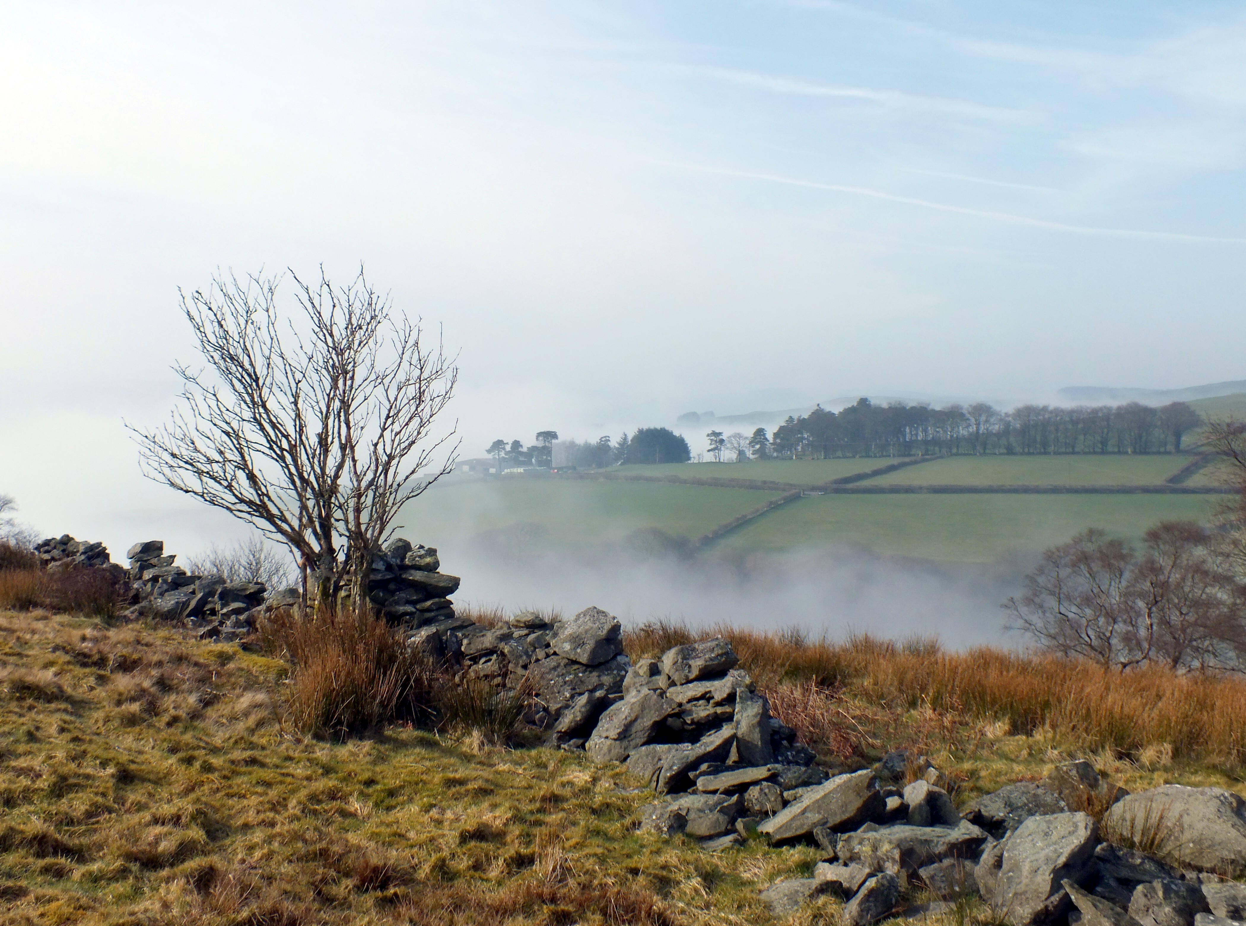 THE TREE No 9 Bill Bagley Photography